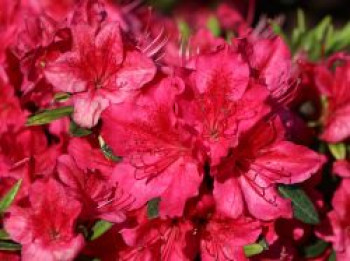 Japanische Azalee 'Hahn's Red', 25-30 cm, Rhododendron obtusum 'Hahn's Red', Containerware