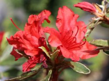 Japanische Azalee &#8218;Hot Shot Variegated&#8216;, 15-20 cm, Rhododendron obtusum &#8218;Hot Shot Variegated&#8216;, Containerware