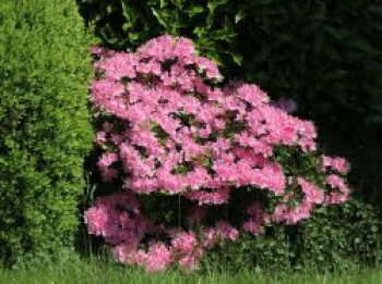 Japanische Azalee &#8218;Kermesina Rosé&#8216;, 20-25 cm, Rhododendron obtusum &#8218;Kermesina Rosé&#8216;, Containerware