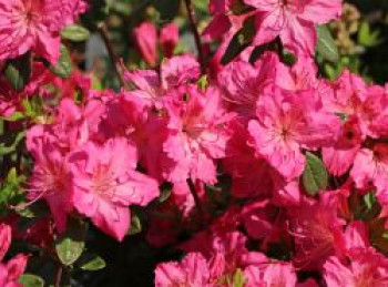 Japanische Azalee &#8218;Kirstin&#8216;, 20-25 cm, Rhododendron obtusum &#8218;Kirstin&#8216;, Containerware