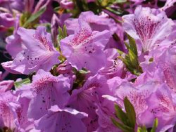 Japanische Azalee 'Ledikanense', 15-20 cm, Rhododendron obtusum 'Ledikanense', Containerware