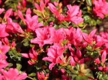 Japanische Azalee 'Lemur', 20-25 cm, Rhododendron obtusum 'Lemur', Containerware