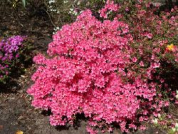 Japanische Azalee 'Madame Albert van Hecke', 20-25 cm, Rhododendron obtusum 'Madame Albert van Hecke', Containerware