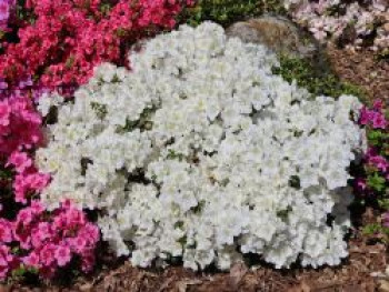 Japanische Azalee 'Maischnee' ®, 15-20 cm, Rhododendron obtusum 'Maischnee' ®, Containerware