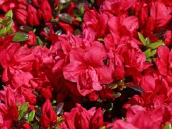 Japanische Azalee &#8218;Maraschino&#8216; ®, 20-25 cm, Rhododendron obtusum &#8218;Maraschino&#8216; ®, Containerware