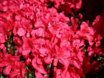 Japanische Azalee 'Maruschka' (S), 15-20 cm, Rhododendron obtusum 'Maruschka' ®, Containerware