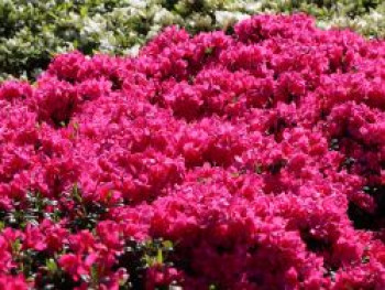 Japanische Azalee &#8218;Melina&#8216;, 15-20 cm, Rhododendron obtusum &#8218;Melina&#8216;, Containerware