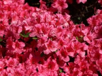 Japanische Azalee &#8218;Michiko&#8216;, 20-25 cm, Rhododendron obtusum &#8218;Michiko&#8216;, Containerware