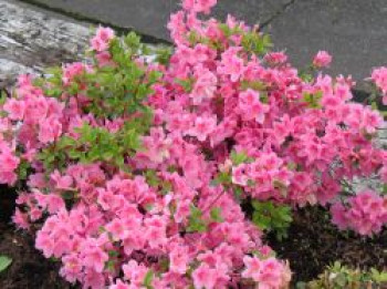 Japanische Azalee 'Oslava', 20-25 cm, Rhododendron obtusum 'Oslava', Containerware