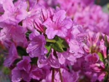 Japanische Azalee 'Otava', 20-25 cm, Rhododendron obtusum 'Otava', Containerware