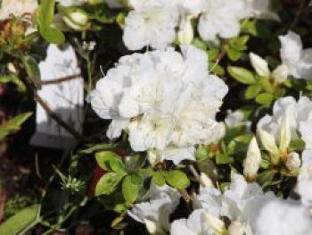 Japanische Azalee 'Panda', 20-25 cm, Rhododendron obtusum 'Panda', Containerware