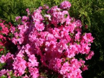 Japanische Azalee &#8218;Petticoat&#8216; ®, 20-25 cm, Rhododendron obtusum &#8218;Petticoat&#8216; ®, Containerware