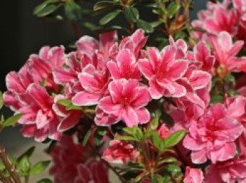 Japanische Azalee &#8218;Pink Poetry&#8216; ®, 20-25 cm, Rhododendron obtusum &#8218;Pink Poetry&#8216; ®, Containerware