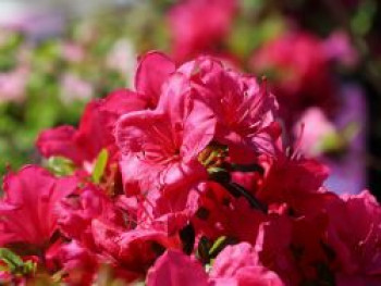 Japanische Azalee 'Purpurkissen' (S), 15-20 cm, Rhododendron obtusum 'Purpurkissen' (S), Containerware