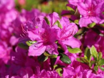 Japanische Azalee 'Purpurtraum', 20-25 cm, Rhododendron obtusum 'Purpurtraum', Containerware