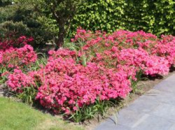 Japanische Azalee &#8218;Rokoko&#8216;, 20-25 cm, Rhododendron obtusum &#8218;Rokoko&#8216;, Containerware