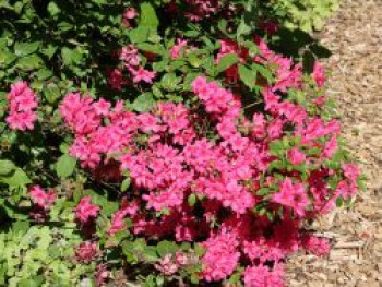 Japanische Azalee &#8218;Rosalind&#8216;, 20-25 cm, Rhododendron obtusum &#8218;Rosalind&#8216;, Containerware