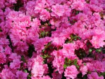 Japanische Azalee 'Rosinetta' ®, 25-30 cm, Rhododendron obtusum 'Rosinetta' ®, Containerware