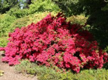 Japanische Azalee 'Rubinstern', 20-25 cm, Rhododendron obtusum 'Rubinstern', Containerware