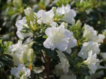 Japanische Azalee 'Schneeperle' ®, 20-25 cm, Rhododendron obtusum 'Schneeperle' ®, Containerware