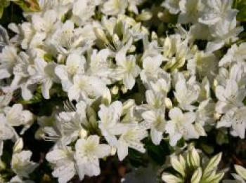 Japanische Azalee 'Schneewittchen', 20-25 cm, Rhododendron obtusum 'Schneewittchen', Containerware