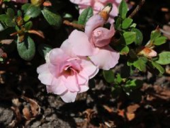 Japanische Azalee 'Scotian Rosebud', 20-25 cm, Rhododendron obtusum 'Scotian Rosebud', Containerware