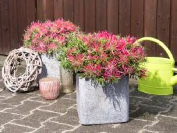 Japanische Azalee StarStyle ® (Pink), 25-30 cm, Rhododendron obtusum StarStyle ® (Pink), Containerware