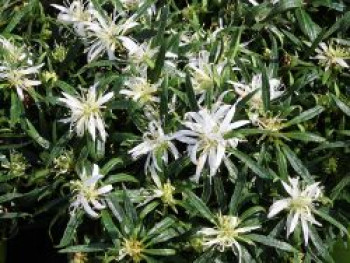 Japanische Azalee StarStyle ® (White), 25-30 cm, Rhododendron obtusum StarStyle ® (White), Containerware