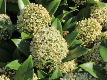 Japanische Blütenskimmie &#8218;Fragrant Cloud&#8216;, 20-25 cm, Skimmia japonica &#8218;Fragrant Cloud&#8216;, Containerware