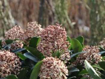 Japanische Blütenskimmie 'Rubella', 15-20 cm, Skimmia japonica 'Rubella', Containerware