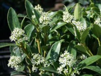 Japanische Fruchtskimmie, 20-25 cm, Skimmia japonica, Containerware