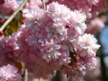 Japanische Hänge-Nelkenkirsche 'Kiku-shidare-Zakura', 100-150 cm, Prunus serrulata 'Kiku-shidare-Zakura', Containerware