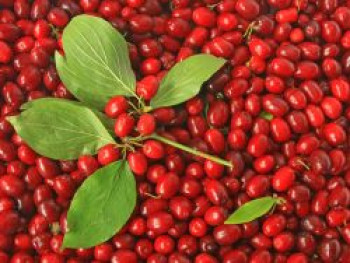 Japanische Kornelkirsche, 40-60 cm, Cornus officinalis, Containerware