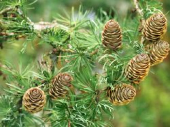 Japanische Lärche &#8218;Diana&#8216;, 60-100 cm, Larix kaempferi &#8218;Diana&#8216;, Containerware