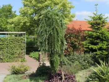 Japanische Lärche 'Stiff Weeper', Stamm 180 cm, 200-250 cm, Larix kaempferi 'Stiff Weeper', Stämmchen