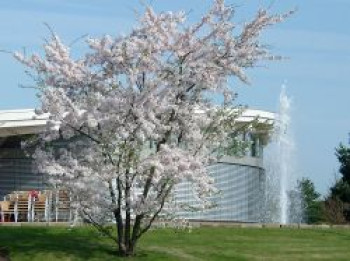 Japanische Maienkirsche, 40-60 cm, Prunus x yedoensis, Containerware