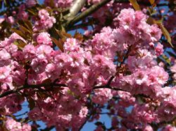 Japanische Nelkenkirsche 'Kanzan', 100-150 cm, Prunus serrulata 'Kanzan', Containerware