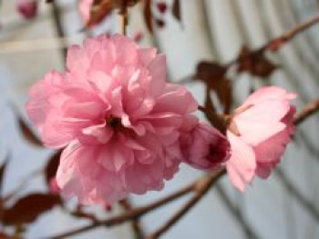 Japanische Nelkenkirsche &#8218;Royal Burgundy&#8216;, 60-100 cm, Prunus serrulata &#8218;Royal Burgundy&#8216;, Containerware