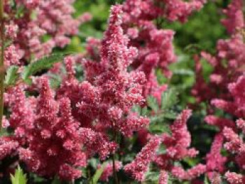 Japanische Prachtspiere &#8218;Bonn&#8216;, Astilbe japonica &#8218;Bonn&#8216;, Topfware