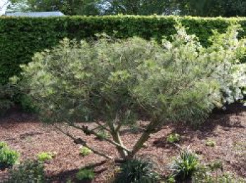 Japanische Rotkiefer 'Umbraculifera', 40-60 cm, Pinus densiflora 'Umbraculifera', Containerware