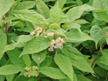 Japanische Schönfrucht &#8218;Leucocarpa&#8216;, 40-60 cm, Callicarpa japonica &#8218;Leucocarpa&#8216;, Containerware