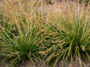 Japanische Segge, Carex morrowii, Containerware