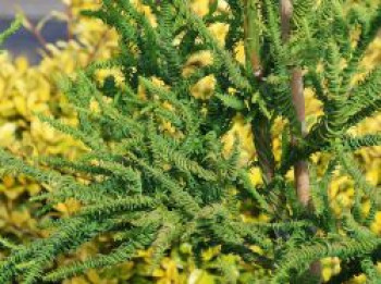 Japanische Sicheltanne &#8218;Rasen&#8216;, 30-40 cm, Cryptomeria japonica &#8218;Rasen&#8216;, Containerware