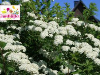 Japanische Strauchspiere Buntstifter &#8218;Snowmound&#8216;, 30-40 cm, Spiraea nipponica Buntstifter &#8218;Snowmound&#8216;, Containerware