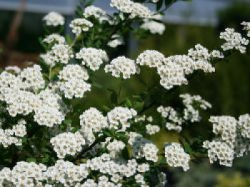 Japanische Strauchspiere, 60-100 cm, Spiraea nipponica, Containerware