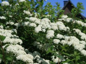 Japanische Strauchspiere 'Snowmound', 30-40 cm, Spiraea nipponica 'Snowmound', Containerware