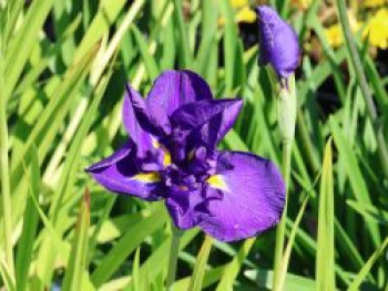Japanische Sumpf-Schwertlilie 'Crystal Halo', Iris ensata 'Crystal Halo', Containerware