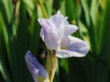 Japanische Sumpf-Schwertlilie 'Greywoods Catrina', Iris ensata 'Greywoods Catrina', Containerware