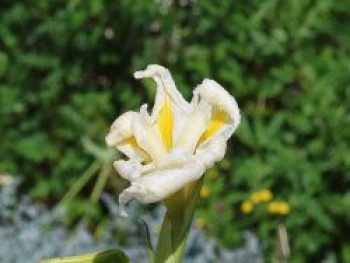 Japanische Sumpf-Schwertlilie 'White Ladies', Iris ensata 'White Ladies', Containerware