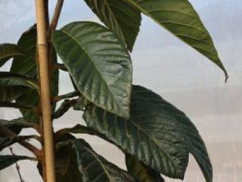 Japanische Wollmispel 'Argelino', Stamm 100 cm, 200-250 cm, Eriobotrya japonica 'Argelino', Stämmchen